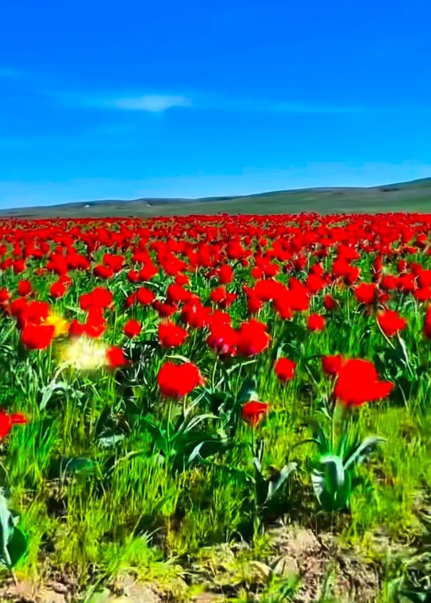 «Қызғалдақ мұра" фестивалі